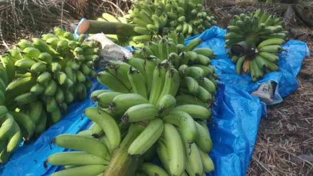 rangée de tiges fraîches de bananes fruits sur le sol - Séquence, vidéo