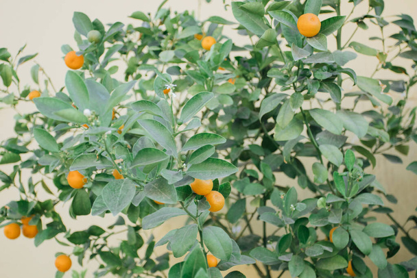 Oranges branch with green leaves on tree. Mediterranean agricultural - Valokuva, kuva