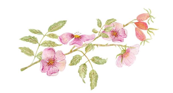 Watercolor drawing of beautiful dog roses flowers  - Photo, Image