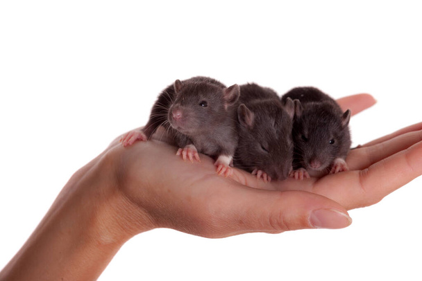 kleine zwarte baby ratten op een palm - Foto, afbeelding