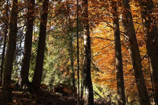 Belas árvores com folhas coloridas na floresta de outono - Foto, Imagem