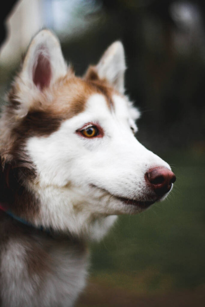 A vertical portrait of a Siberian Husky dog in the park - Zdjęcie, obraz