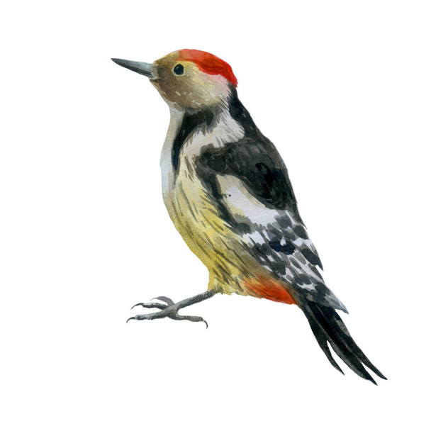 Watercolor illustration woodpecker. Bird, hand-drawn in watercolor. - 写真・画像