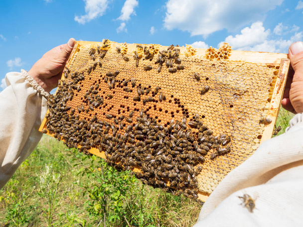 Honeycomb, beehive frames, bees - Fotoğraf, Görsel