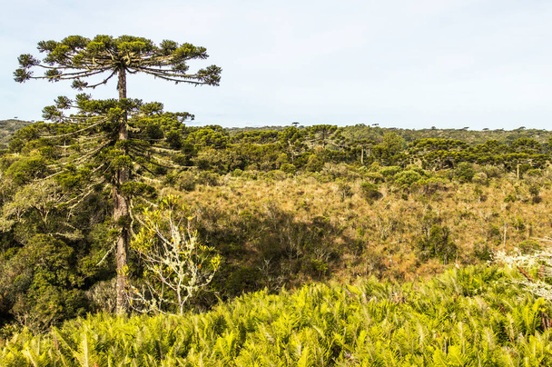 An araucaria pine in southern Brazil - Fotoğraf, Görsel