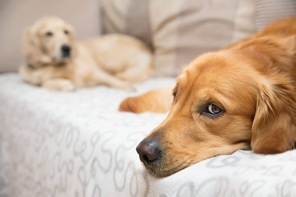 két kutya, az ágyon - Fotó, kép