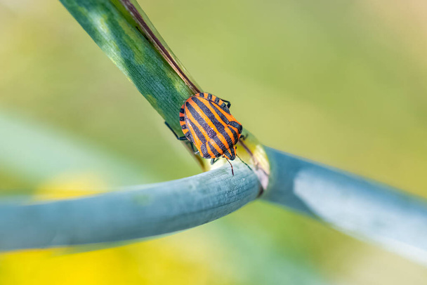 Striped bug, Graphosoma italicum, colorful insect on a fennel stem - Photo, Image