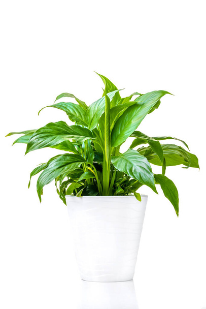 Spathiphyllum. Ornamental green plant for home interior grown in a pot, isolated on white background. Close-up. - Fotó, kép