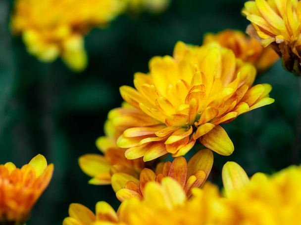 gele bloemen in close-up. - Foto, afbeelding