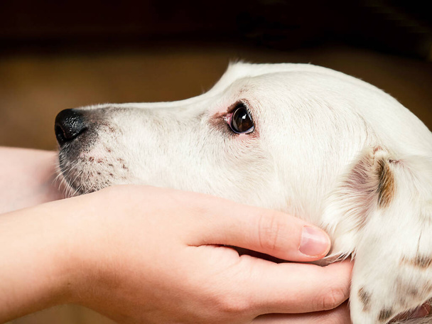 Το φίμωτρο ενός λευκού σκύλου στα χέρια ενός άντρα. Η έννοια της φροντίδας, της αγάπης για τα κατοικίδια ζώα. - Φωτογραφία, εικόνα