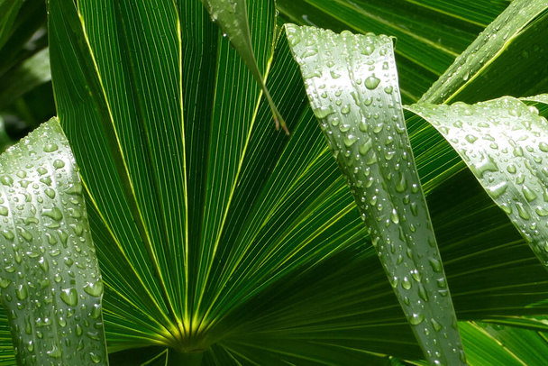 A closeup of a palm frond covered in raindrops in a field under the sunlight - 写真・画像