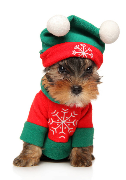 Yorkshire puppy in Christmas dog clothes sits on a white background - Fotoğraf, Görsel