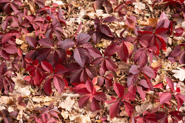 Arka plan olarak çok renkli sonbahar akçaağaç yaprakları. - Fotoğraf, Görsel