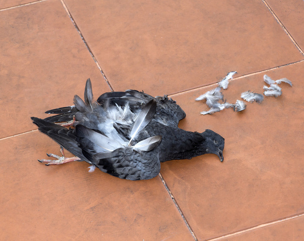 Νεκρά περιστέρια σε μονοπάτι, της γρίπης των πτηνών ή h5n1, Sars ή πουλί  - Φωτογραφία, εικόνα