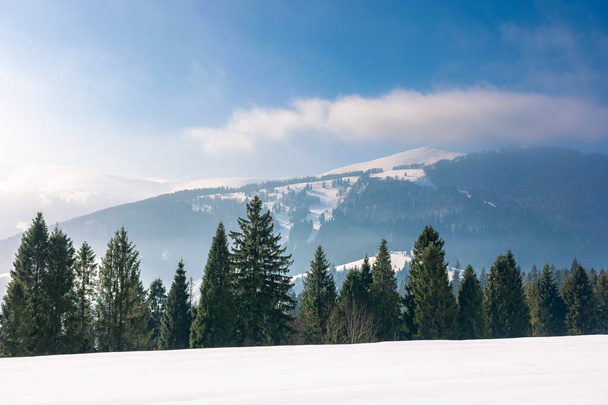 winter landscape with coniferous forest. beautiful nature scenery of carpathian mountains. sunny weather with distant range in haze  - Foto, Bild