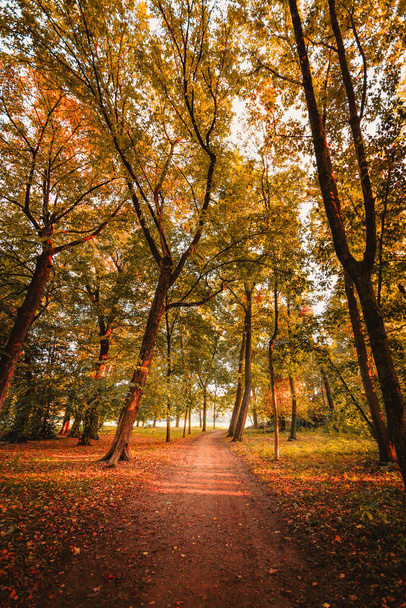 Cuggiono, Milano, Italia - Ottobre 2021: Sentiero sterrato circondato da alberi in autunno, fogliame - Foto, immagini