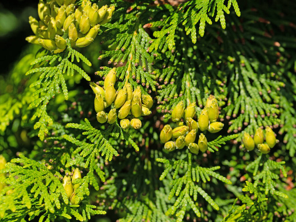 Weibliche Zapfen auf der Occidental Arborvitae, Thuja occidentalis - Foto, Bild