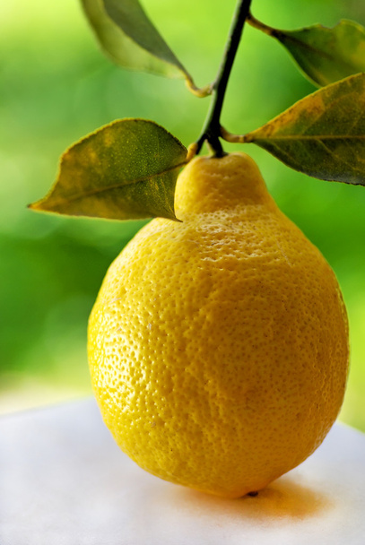 One mature lemon. - Zdjęcie, obraz