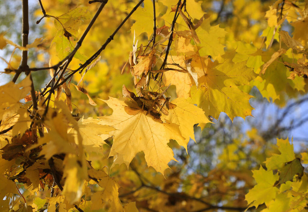 Beautiful yellow branches of autumn maple with winged seeds illuminated by sunlight, close-up - Photo, Image