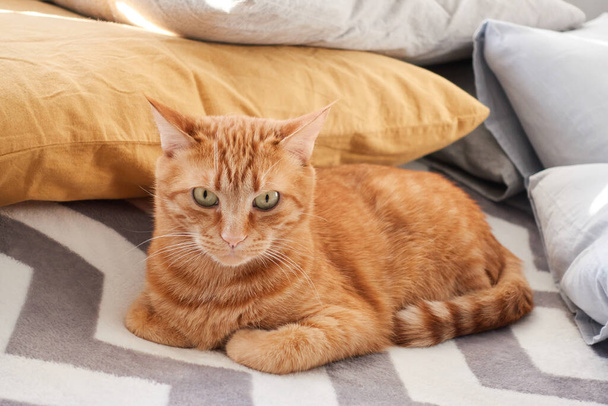 Belföldi tabby macska closeup portré -on bolyhos takaró háttér - Fotó, kép