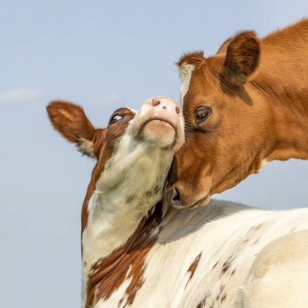 Две коровы телята нежная любовь, красный и белый портрет, любовно вместе, игриво обнимая и бледно-голубое небо - Фото, изображение