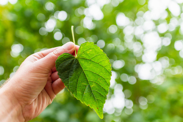 Hand holding green leaf heart shape on blur green nature background and sunlight.Concept eco earth day. - 写真・画像