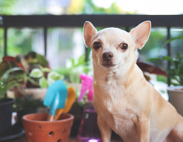 Portret van bruin kort haar Chihuahua hond zittend op houten tafel met kamerplanten in plantenpotten en tuingereedschap in de ochtendzon, zijwaarts kijkend. - Foto, afbeelding