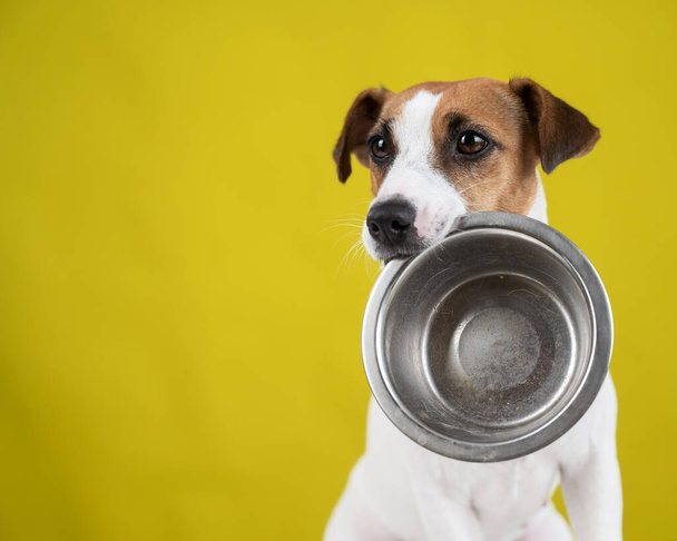 Hungry jack russell terrier holding an empty bowl on a yellow background. The dog asks for food. - Foto, afbeelding