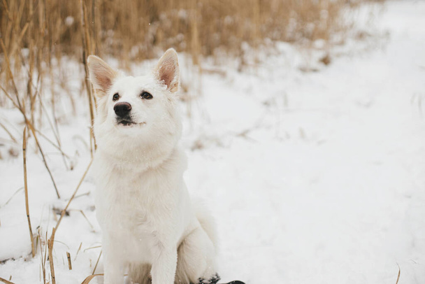 Cão engraçado bonito brincando com neve no parque de inverno. Adorável cão pastor suíço branco pegando bolas de neve e brincando com a neve com o proprietário. Companheiro leal e amigo. Viajar com animal de estimação - Foto, Imagem
