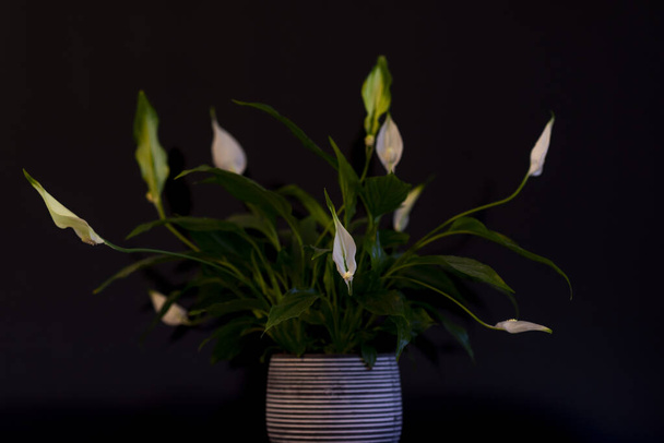 Giglio della pace, fiore spatifilum Lat. Pianta di Spathiphyllum in vaso decorativo su fondo nero - Foto, immagini