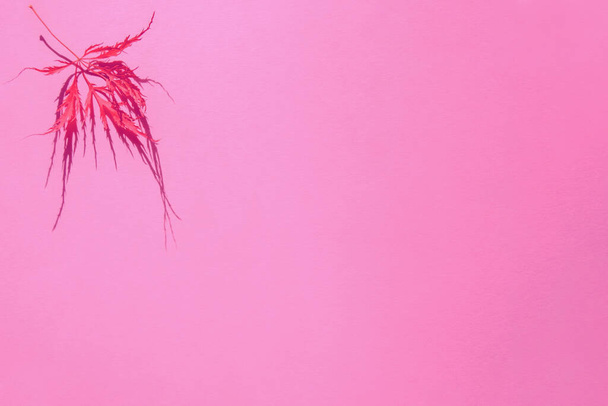 Abstrait fond rose une feuille d'érable japonaise rouge, Acer palmatum dissectum nommé Crimson Queen, sec ratatiné avec des ombres dures dans le coin supérieur gauche, l'espace de copie.Hello concept automne, design décoratif. - Photo, image