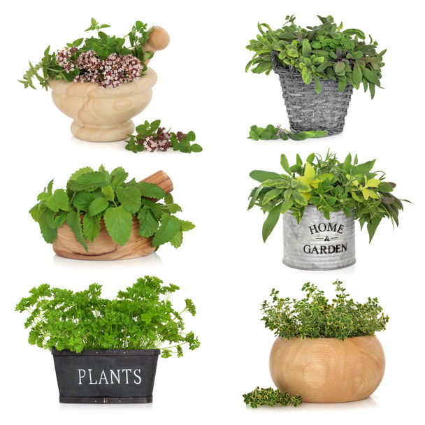 Herbs in Containers - Photo, Image