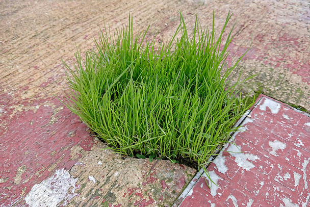 Зеленая свежая трава прорывается через асфальт. Природа vs городская концепция - Фото, изображение