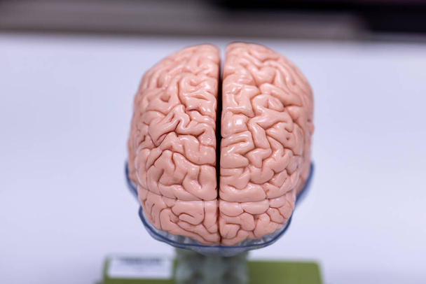 Cerebelo, tálamo, médula oblonga, médula espinal y neurona motora humana bajo el microscopio en Lab. - Foto, imagen