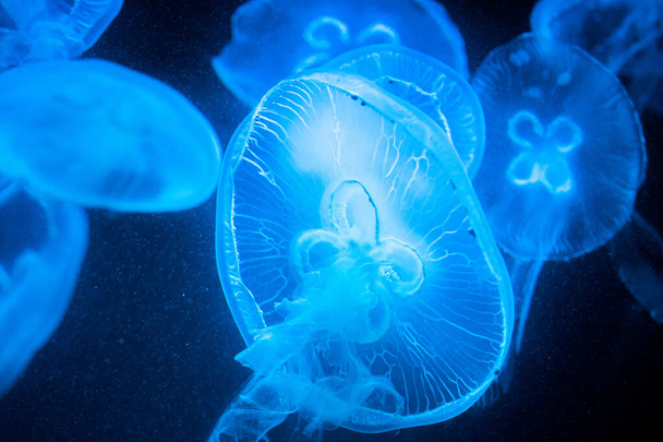 Beautiful jellyfishes details, closeup shot of swimming underwater on black background. Amazing nature, medusa with tentacles. Calming beautiful photo - Foto, immagini