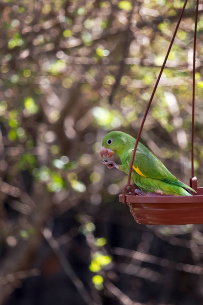 A parrot eating sunflower seed in the bird feeder. The Plain Parakeet. Species Brotogeris tyrica. It is a typical parakeet of the Brazilian Atlantic forest. Birdwatching. - Photo, Image
