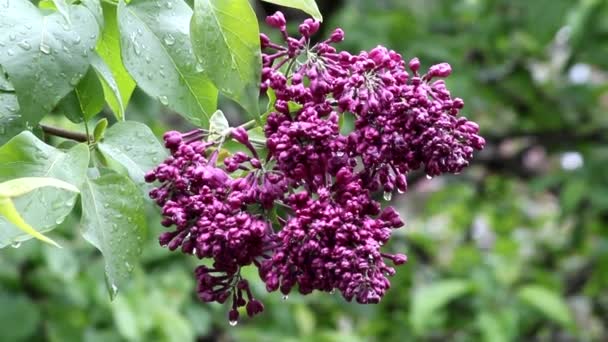 Inflorescências de lilás escuro de lilás comum após a chuva, gotas de água são visíveis nas flores e folhas. Seringa vulgar - Filmagem, Vídeo