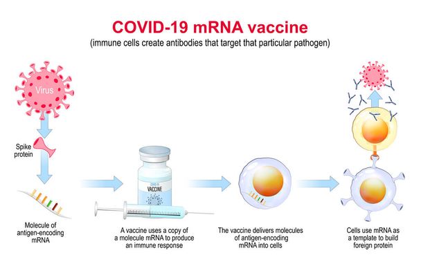 COVID-19 mRNA vaccine. mechanism of action. pandemics caused development of the mRNA technology for new way to deliver a messenger RNA into a cell to produce antigens and antibodies. Vector Poster - Vector, Image