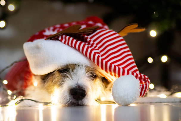 Cute sad terrier, sleeping pet dog resting on floor with relaxation garland for christmas wearing santa claus hat - Valokuva, kuva