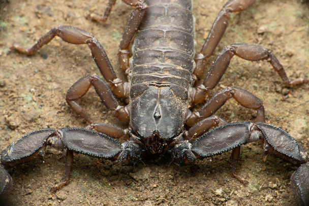 Hiljattain kuvattu Phaltans scorpion, Neoscorpiops phaltanensis, Satara, Maharashtra, Intia  - Valokuva, kuva