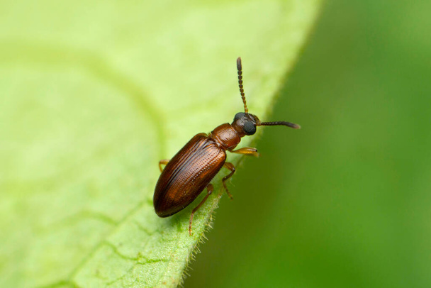 Pequeño escarabajo, Tetraphalerus wagneri, Satara, Maharashtra, India - Foto, imagen