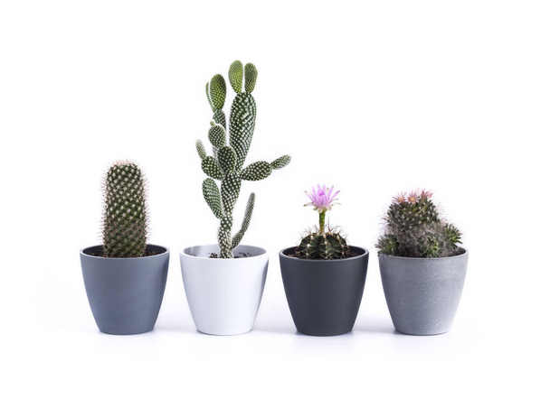 Variety of potted cacti (Gymnocalycium mihanovichii, Mammillaria, Opuntia microdasys) isolated on white background - Foto, Imagem