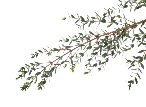 Green eucalyptus branches on white background - Foto, Imagen