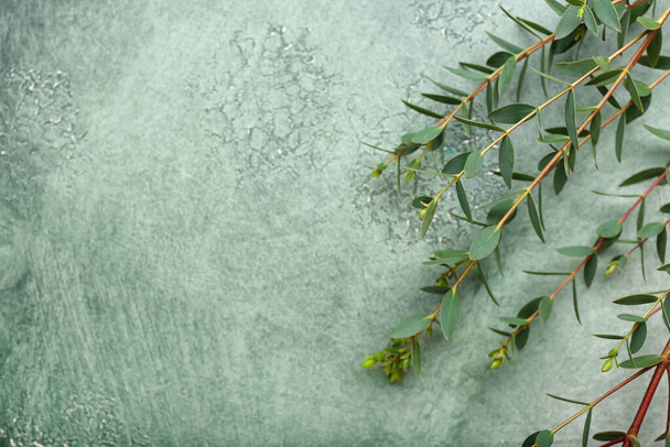 rami di eucalipto verde su sfondo di colore - Foto, immagini