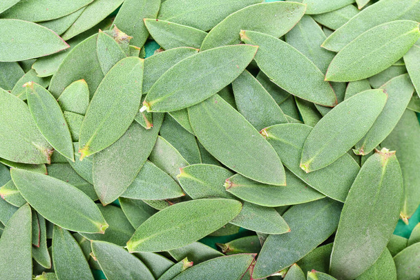 Świeże liście eukaliptusa jako tło - Zdjęcie, obraz