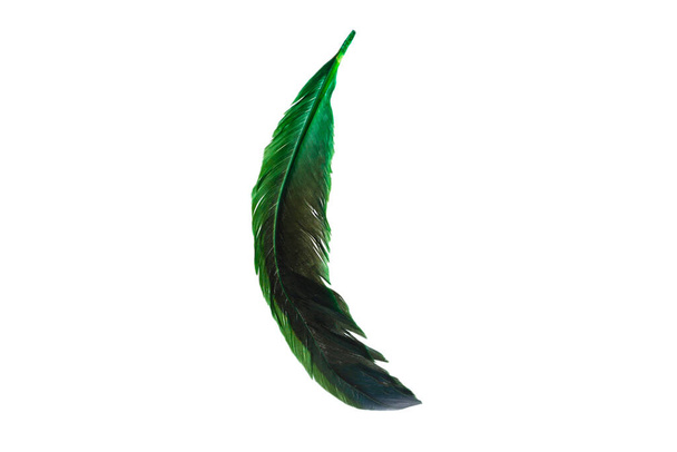 Green feather isolated on white background.  - Photo, Image