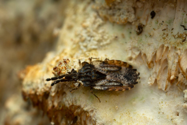 Düz böcek, Aradus 'un mantarlar üzerindeki depresyonu yüksek büyütme ile fotoğraflandı - Fotoğraf, Görsel
