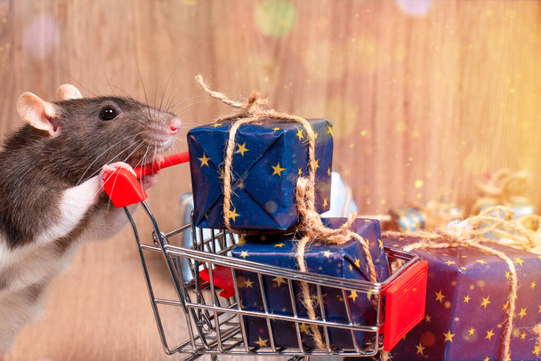 New Year concept.Cute little white rat, mouse with gift box.White Decorative rat dumbo inside red gift box . Cute white domestic rat in a New Year decor. - Photo, Image