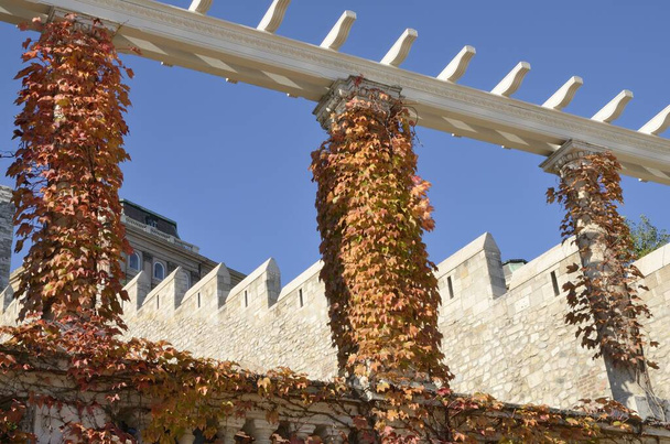 ブダペスト、ハンガリーのブダ側の庭で秋のツタで覆われた装飾的な詳細. - 写真・画像