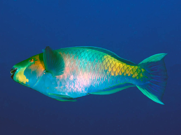A Rusty Parrotfish (Scarus ferrugineus) in the Red Sea - Photo, Image